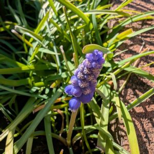 ムスカリ,花壇,玄関アプローチの画像