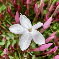 ハゴロモジャスミン,ジャスミン,過去pic,今日の１枚,今日のお花の画像