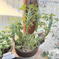 七宝樹,多肉植物,ガーデニングの画像