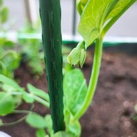 オキナグサ,オキナグサ,スナップエンドウ,種から,家庭菜園の画像