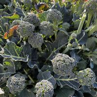 ブロッコリーの側花蕾,花のある暮らし,お花を楽しむ,植物大好き,家庭菜園の画像