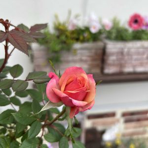 ミニバラ,タマラコルダナ,植物のある暮らし,大好きなお花,ありがとう♡の画像