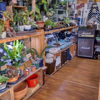 多肉植物,ウラボシ科,ビカクシダ属,食中植物,塊根の画像