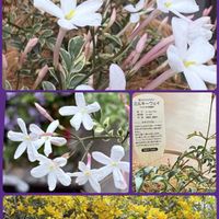 ジャスミン,チェッカーベリー,斑入りジャスミン　ミルキーウェイ,カロライナ ジャスミン,今日のお花の画像