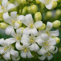 シルクジャスミン,月橘,ゲッキツ,オレンジジャスミン,花のある暮らしの画像