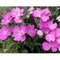 フランネルフラワー,ペチュニア 花衣 黒真珠,かわいいな♡,花のある暮らし,お花が好き♡の画像