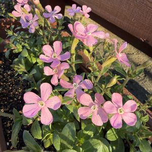 ピンクパンサー,ピンクパンサー,フキノトウ（蕗の薹）,我が家の花壇,我が家の畑の画像