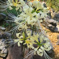 ヒガンバナ,ショウキズイセン,鍾馗水仙,鍾馗蘭,リコリス･アウレアの画像