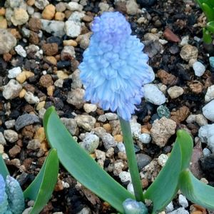 ムスカリ,癒し,小さな花壇,今日のお花,卒業祝いの画像