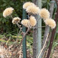 ツワブキ,花壇,ガーデニング,山野草,キク科の画像