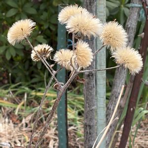 ツワブキ,花壇,ガーデニング,山野草,キク科の画像