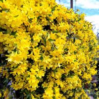 カロライナジャスミン,カロライナジャスミン,ジャスミン,過去pic,お隣さんの画像