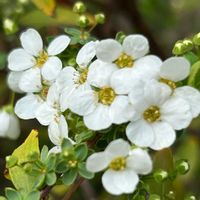 ユキヤナギ,ユキヤナギ,白い花,バラ科,散歩道の花の画像