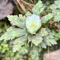 ニリンソウ,山野草,キンポウゲ科,自生,優しさの画像