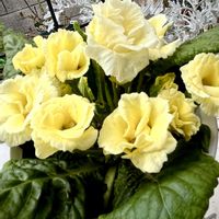 ペチュニア,ビオラ,フリル咲き ビオラ,八重咲きアイビーゼラニウム,#冬越しの画像