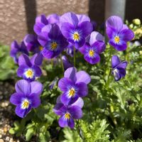 ノースポール,ビオラ,春到来！の画像