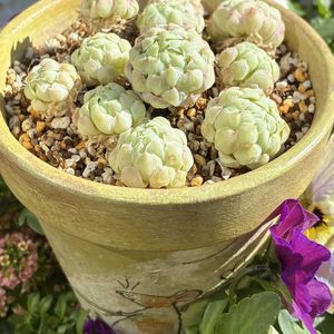 バターボール,多肉植物,自作リメ鉢,埼玉タニラー,GS5年生の画像