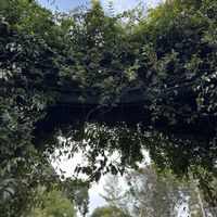 カロライナジャスミン,カロライナ ジャスミン,山田池公園,お出かけ♪,カロライナジャスミン♪の画像