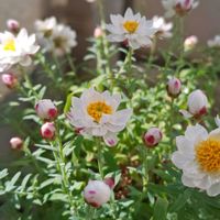 姫秋麗,ローラ,シャビアナ,花かんざし,センペルビウムの画像