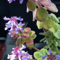 アロマティカス,GSに感謝。,いいね❤ありがとう,iPhone SE撮影,リビング・ダイニングの画像