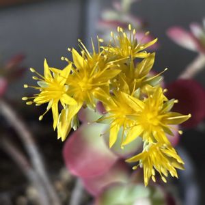 春萌,セダム　パルメリ（薄化粧）,黄色の花,可愛い♡,楽しみの画像