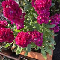 ストック,花が好き,無農薬❤家庭菜園,野菜が好きの画像