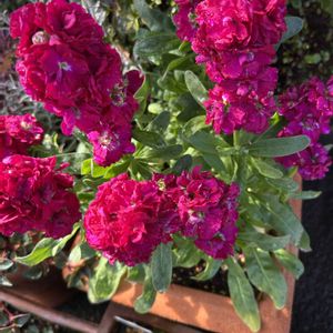 ストック,花が好き,無農薬❤家庭菜園,野菜が好きの画像