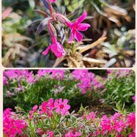 シバザクラ,職場の花壇,職場のお花,チーム千葉✿︎,秘密の花園♡の画像