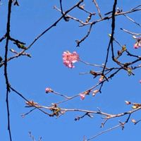 クリスマスローズ,クリスマスローズ,サクラ,スノードロップ,河津桜の画像