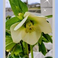 クリスマスローズ,ゴーラム,ツルニチニチソウ,テーブルヤシ,ヘレボルスの画像