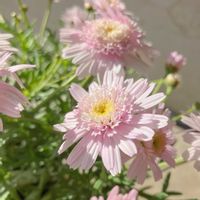 マーガレット,タンポポ咲きマーガレット ぽぽたん,タンポポ咲きマーガレット ぽぽたん,マーガレットぽぽたん、ベビーピンク,マーガレットぽぽたん、ベビーピンクの画像