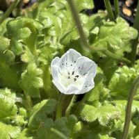 クロッカス,スミレ,ネモフィラ,玉ねぎ,スナップエンドウの画像