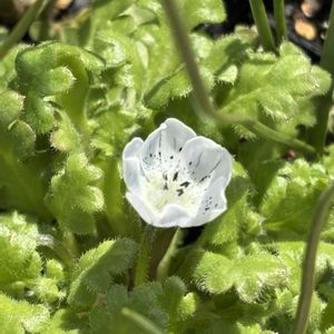 クロッカス,スミレ,ネモフィラ,玉ねぎ,スナップエンドウの画像