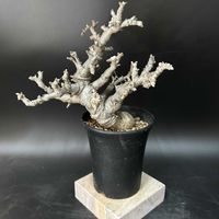 盆栽,多肉植物,観葉植物,塊根植物,コーデックスの画像