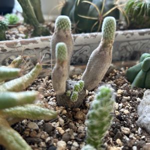 サボテン,多肉植物,多肉寄せ植え,サボテンの寄せ植え,ユーホルビア属の画像