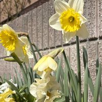 スイセン,水仙,プランターの画像