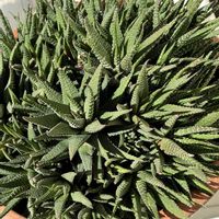 ジュウニノマキ,植えっぱなし,大家族の画像