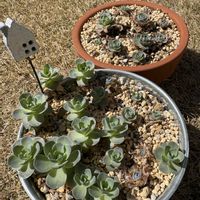 子持ち蓮華,多肉植物,多肉寄せ植え,神奈川タニラー,サクラソウ♡の画像