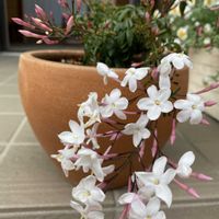 ハゴロモジャスミン,ムスカリ,ジャスミン,ミモザ,マダガスカルジャスミンの画像