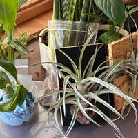 観葉植物,いつもありがとう♡,植物男子の画像