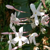 カロライナジャスミン,カロライナジャスミン,ジャスミン,ジャスミン,今日のお花の画像