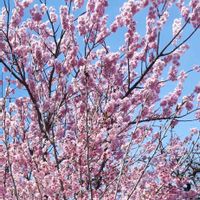 サクラ,河津桜,花言葉,ご近所さん,しあわせ運べるようにの画像