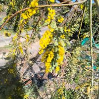 ビシャコ,ミモザ（ギンヨウアカシア）,季節の花,ミモザの花,GS映えの画像