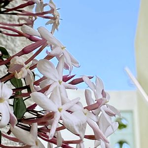 インパチェンス,ハゴロモジャスミン,ハゴロモジャスミン,ハゴロモジャスミン,鉢植えの画像