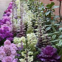 サクラソウ,センリョウ,マンリョウ,葉牡丹,マンリョウ（白い実）の画像