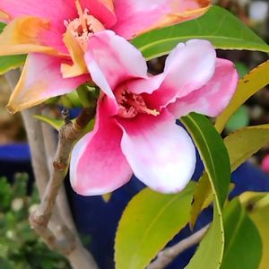 カラタネオガタマの画像