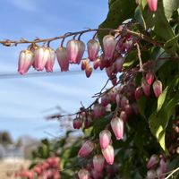 アセビ,ウメ,カロライナジャスミン,ジャスミン,雪割草の画像