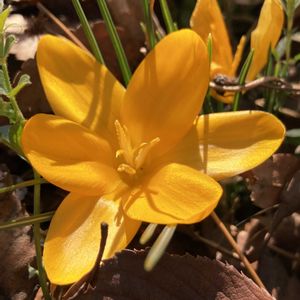 クロッカス,クロッカス,公園,鉢植え,花壇の画像