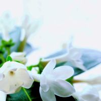 ジャスミン,ジャスミン,マダガスカルジャスミン,庭の花,白い花の画像