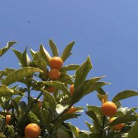 キンカン,金柑,可愛い,癒し,青空の画像